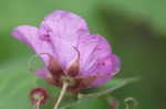 Purpleflowering raspberry